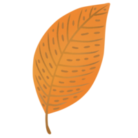 leaves change color in autumn png