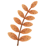 leaves change color in autumn png