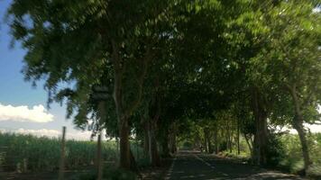 dirigindo em a estrada com árvores e cana de açúcar terras agrícolas ao lado video