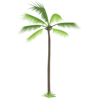 kokos träd natur 2d Färg illustrationer png