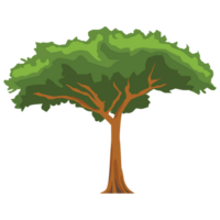 arbre la nature 2d Couleur des illustrations png