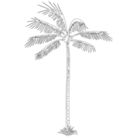 Coconut Tree Nature 2D Outline Illustrations png