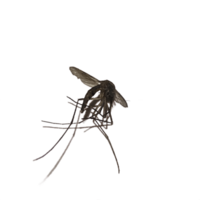 black mosquito isolated png
