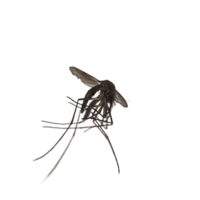 Preto mosquito isolado png