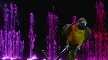 Macaw in the circus showing wings video