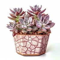 Graptoveria in a terracotta hexagonal pot with a speckled pattern in shades of purple AI Generated photo
