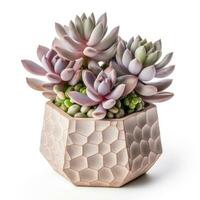 Graptoveria in a terracotta hexagonal pot with a speckled pattern in shades of purple AI Generated photo