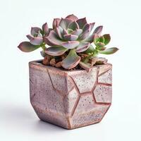 Graptoveria in a terracotta hexagonal pot with a speckled pattern in shades of purple AI Generated photo
