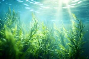 Kelp growling in the ocean under the sunlight or on the surface of the water photo