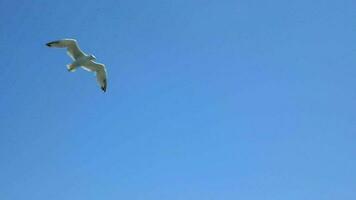 branco gaivota dentro azul céu video