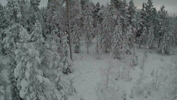 volante al di sopra di il foresta nel inverno video