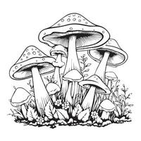 mushroom coloring page vector