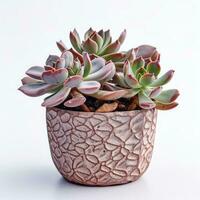 Graptoveria in a terracotta hexagonal pot with a speckled pattern in shades of purple AI Generated photo