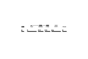Silhouette of the Tape Deck Buttons, Records, Play, Fast, Forward, Rewind, Stop, Eject, and Pause. Vector Illustration