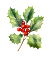 Watercolor holly bud png