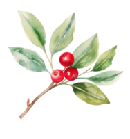 Watercolor holly bud png