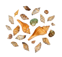 set of seashells flat lay in round png