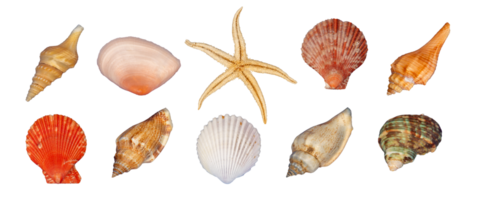 bundle of sea shell isolated element png