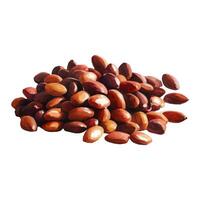 Pile of Cocoa Beans Isolated Hand Drawn Painting Illustration vector