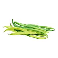 Green Beans Isolated Hand Drawn Painting Illustration vector