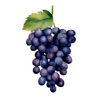 Purple Grapes with Leaves Isolated Hand Drawn Painting Illustration vector