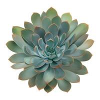 Succulent Plant Top View Isolated Detailed Hand Drawn Painting Illustration vector