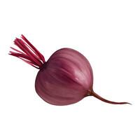 Beetroot Isolated Hand Drawn Painting Illustration vector
