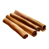 Cinnamon Sticks Isolated Detailed Hand Drawn Painting Illustration vector