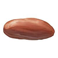 Cocoa Bean Isolated Hand Drawn Painting Illustration vector