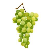 Green Grapes Isolated Hand Drawn Painting Illustration vector