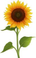 Sunflower with Leaves Detailed Beautiful Hand Drawn Vector Illustration
