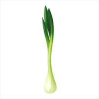 Spring Onion Isolated Detailed Hand Drawn Painting Illustration vector