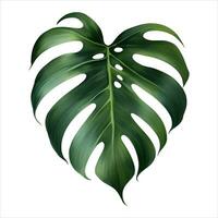 Monstera Leaf Isolated Detailed Hand Drawn Painting Illustration vector
