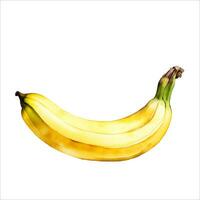 Delicious Yellow Banana Isolated Beautiful Watercolor Painting Illustration Vector