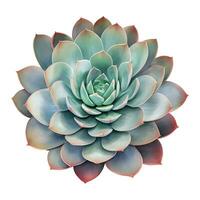 Succulent Plant Top View Isolated Detailed Hand Drawn Painting Illustration vector