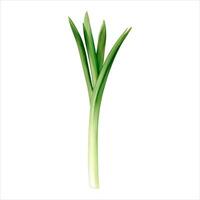 Spring Onion Isolated Detailed Hand Drawn Painting Illustration vector