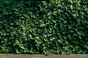 Green grass wall , natural green backdrop, fresh green leaves background. small leaved green shrub, leaf wall in contrast photo