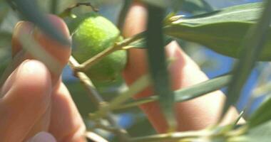 mano cosecha un verde aceituna desde el árbol video