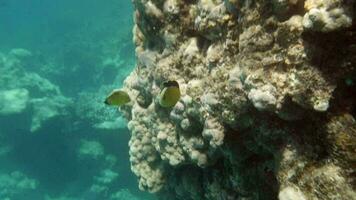 corallo scogliera e tropicale Pesci illuminato con il sole video