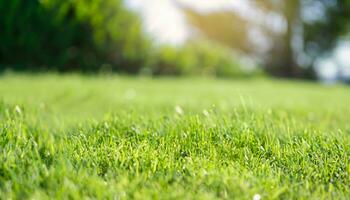 Lawn background with grass photo