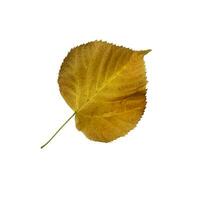 Bright yellow linden leaf, cutout object, isolated element for decor, design ideas, seasonal fall colorful mood, soft focus and clipping path photo