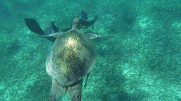 duiker het schieten een groot zee schildpad video