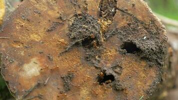 Ant Colony Living in Rotten Wood video