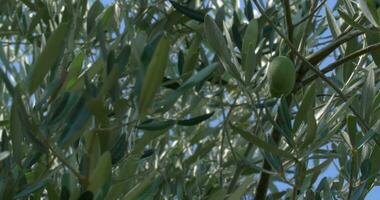 verde aceitunas creciente en el árbol video