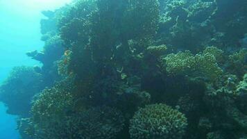 Sun-Drenched Coral Reef video