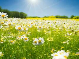 Chamomile flower field. Camomile in nature. Field of daisies on a sunny day in nature. daisy flowers on a summer day. Chamomile floral closeup field background in sunlight. Generative Ai. Stock Photo