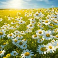 Chamomile flower field. Camomile in nature. Field of daisies on a sunny day in nature. daisy flowers on a summer day. Chamomile floral closeup field background in sunlight. Generative Ai. Stock Photo