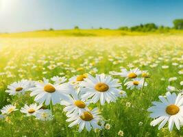 Chamomile flower field. Camomile in nature. Field of daisies on a sunny day in nature. daisy flowers on a summer day. Chamomile floral closeup field background in sunlight. Generative Ai. Stock Photo