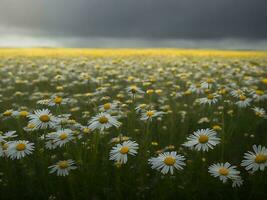 Chamomile flower field. Camomile in nature. Field of daisies on a rainy day in nature. daisy floral in a rainy season. chamomile daisies, glistened in the rain. Generative Ai. Stock Photo