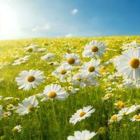 Chamomile flower field. Camomile in nature. Field of daisies on a sunny day in nature. daisy flowers on a summer day. Chamomile floral closeup field background in sunlight. Generative Ai. Stock Photo